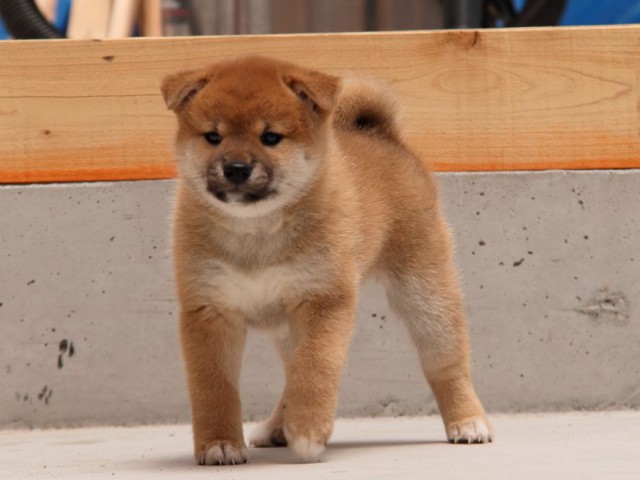 IMG_5430-shibainu-koinu IMG_5430-shibainu-koinu