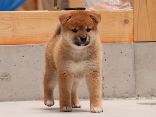IMG_5452-shibainu-koinu IMG_5452-shibainu-koinu