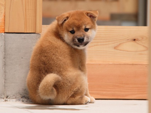 IMG_5507-shibainu-koinu IMG_5507-shibainu-koinu