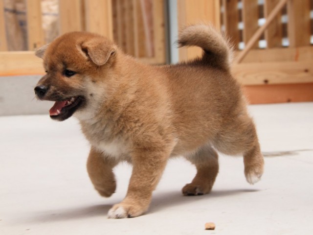 IMG_5517-shibainu-koinu IMG_5517-shibainu-koinu