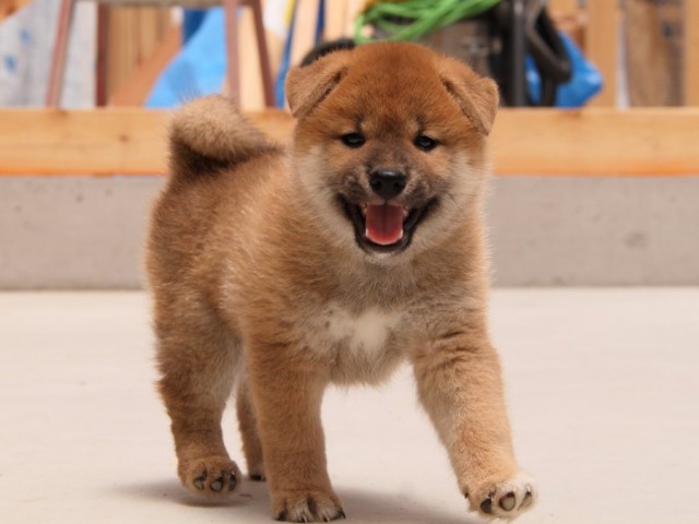 IMG_5543-shibainu-koinu IMG_5543-shibainu-koinu