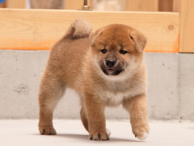IMG_5562-shibainu-koinu IMG_5562-shibainu-koinu