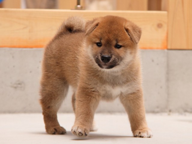 IMG_5584-shibainu-koinu IMG_5584-shibainu-koinu