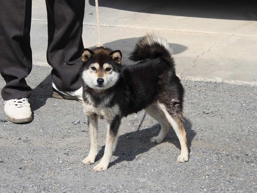 IMG_5598-koinu-koinu