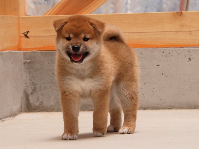 IMG_5625-shibainu-koinu IMG_5625-shibainu-koinu