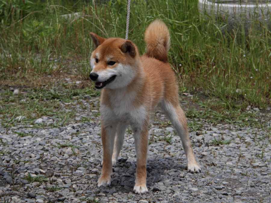 IMG_5741-shibainu-koinu