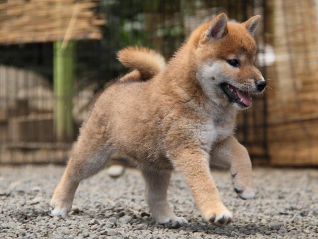 IMG_5938-shibainu-koinu IMG_5938-shibainu-koinu
