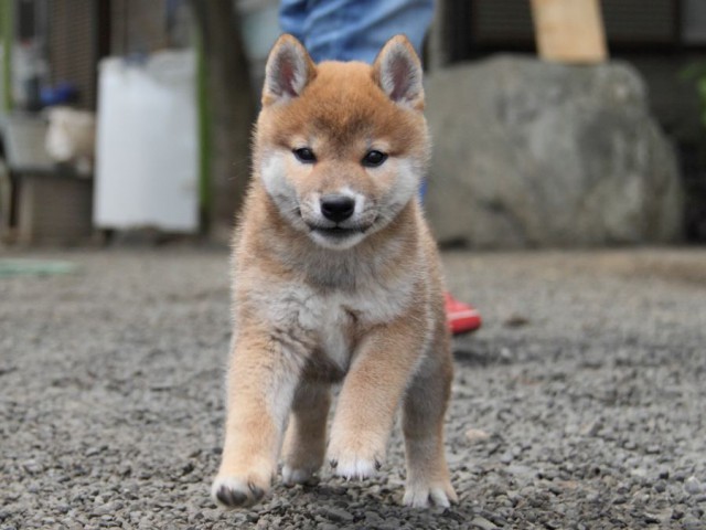 IMG_5980-shibainu-koinu IMG_5980-shibainu-koinu
