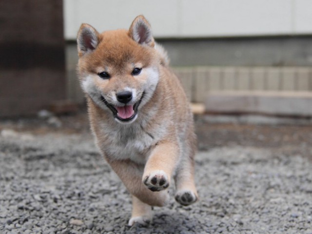 IMG_6010-shibainu-koinu IMG_6010-shibainu-koinu