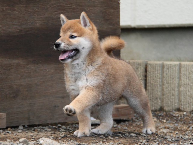 IMG_6024-shibainu-koinu IMG_6024-shibainu-koinu