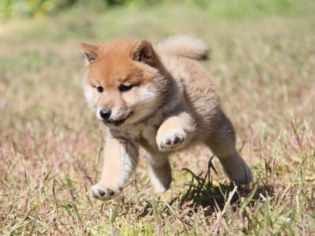 IMG_6027-koinu-koinu IMG_6027-koinu-koinu