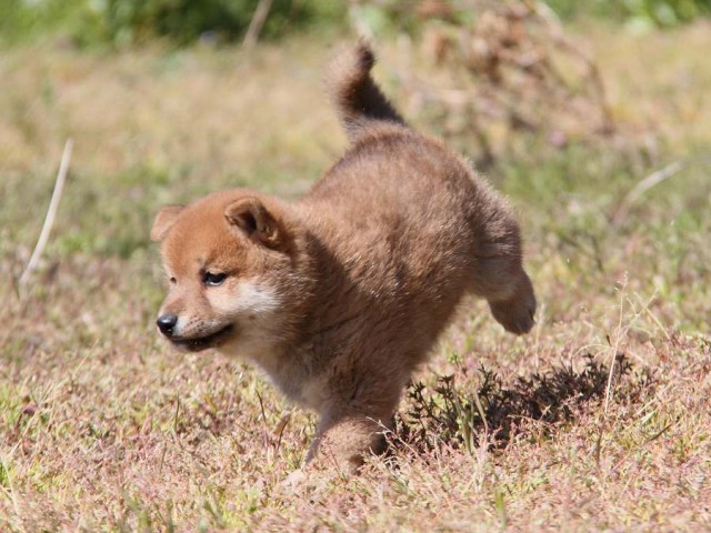 IMG_6068-koinu-koinu IMG_6068-koinu-koinu