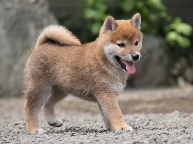 IMG_6082-shibainu-koinu IMG_6082-shibainu-koinu