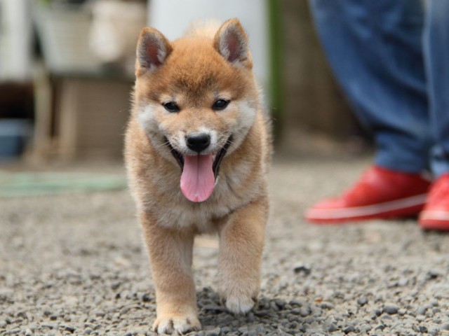 IMG_6106-shibainu-koinu IMG_6106-shibainu-koinu