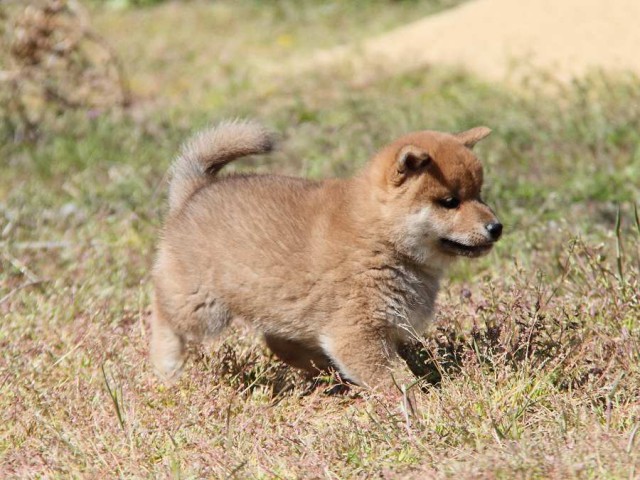 IMG_6126-koinu-koinu IMG_6126-koinu-koinu