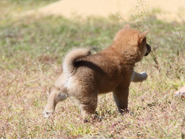 IMG_6129-koinu-koinu IMG_6129-koinu-koinu
