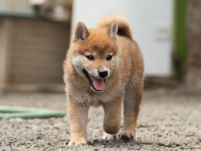 IMG_6135-shibainu-koinu IMG_6135-shibainu-koinu