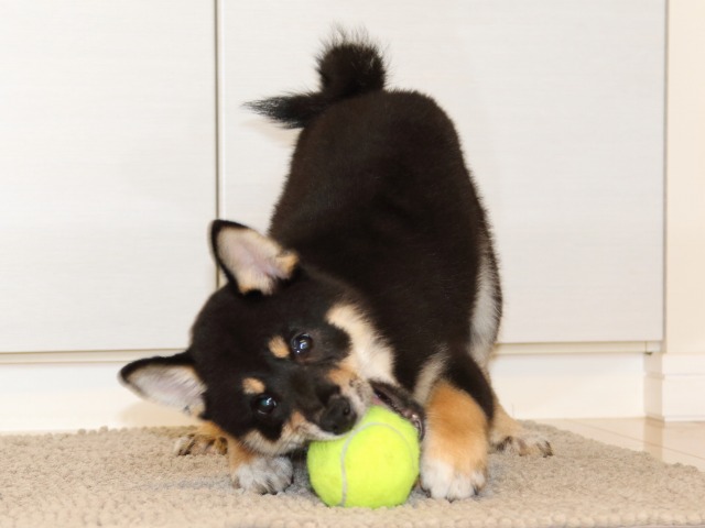 IMG_6154-shiba-puppy IMG_6154-shiba-puppy