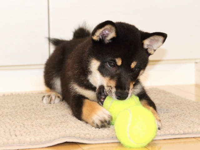 IMG_6161-shiba-puppy IMG_6161-shiba-puppy
