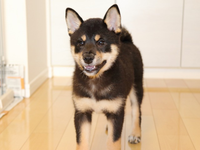 IMG_6195-shiba-puppy IMG_6195-shiba-puppy