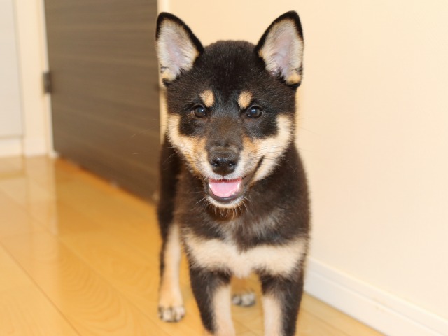 IMG_6209-shiba-puppy IMG_6209-shiba-puppy