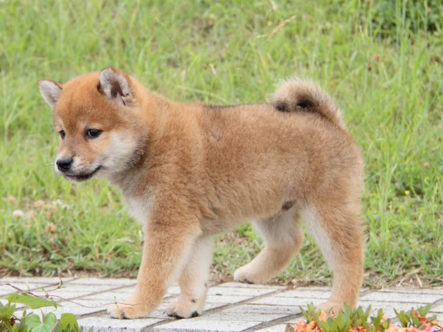 IMG_6224-shibainu-koinu IMG_6224-shibainu-koinu