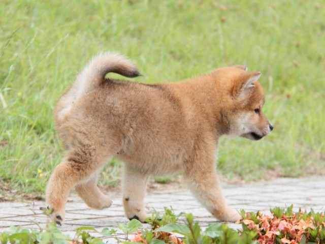 IMG_6226-shibainu-koinu IMG_6226-shibainu-koinu