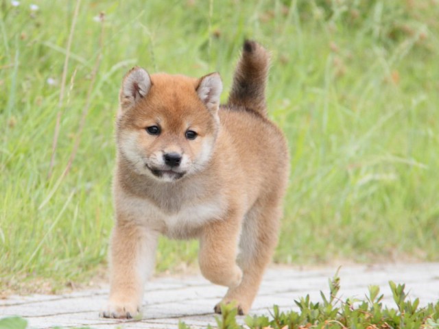 IMG_6238-shibainu-koinu IMG_6238-shibainu-koinu