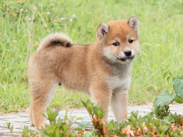 IMG_6292-shibainu-koinu IMG_6292-shibainu-koinu