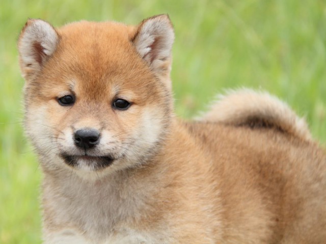 IMG_6327-shibainu-koinu IMG_6327-shibainu-koinu