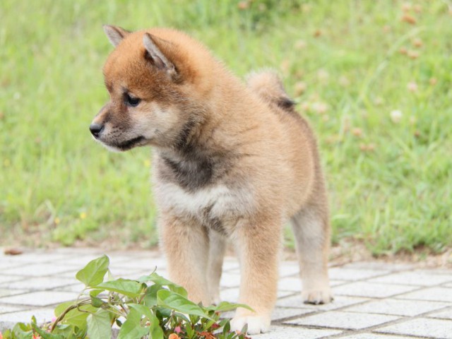 IMG_6362-shibainu-koinu IMG_6362-shibainu-koinu