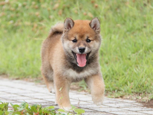 IMG_6371-shibainu-koinu IMG_6371-shibainu-koinu