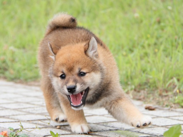 IMG_6382-shibainu-koinu IMG_6382-shibainu-koinu