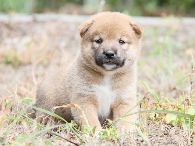 IMG_6392-shibainu Puppy IMG_6392-shibainu Puppy