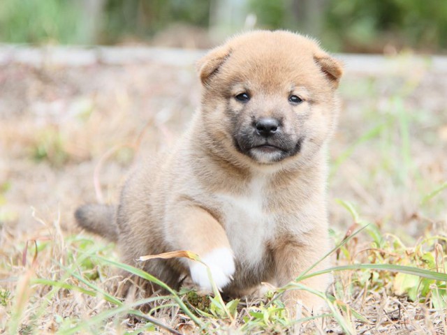 IMG_6393-shibainu Puppy IMG_6393-shibainu Puppy