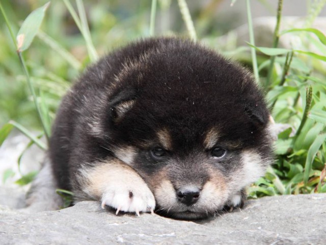IMG_6396-shibainu-koinu IMG_6396-shibainu-koinu
