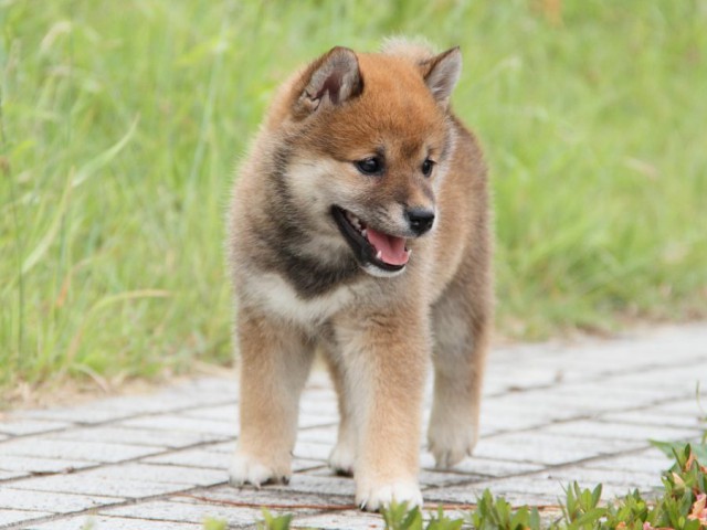 IMG_6402-shibainu-koinu IMG_6402-shibainu-koinu