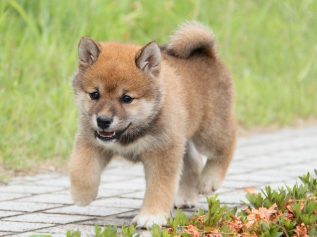 IMG_6408-shibainu-koinu IMG_6408-shibainu-koinu