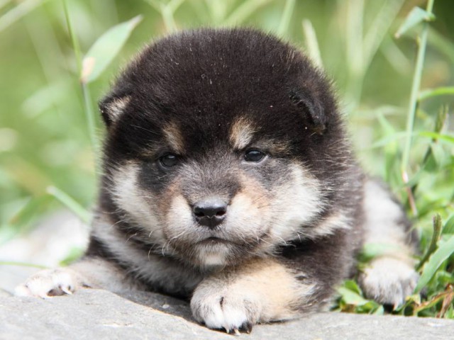 IMG_6409-shibainu-koinu IMG_6409-shibainu-koinu