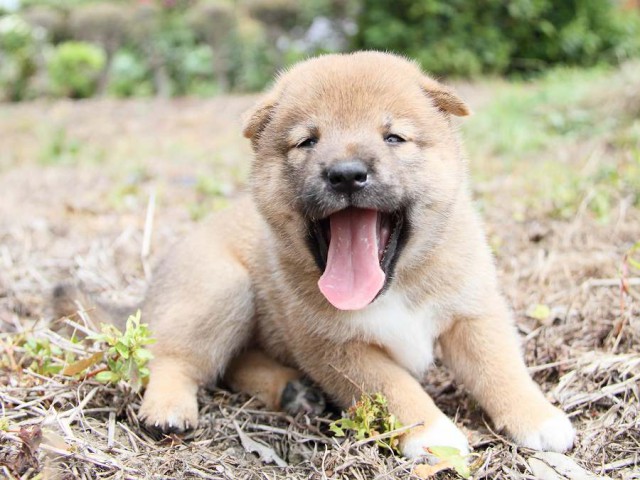 IMG_6416-shibainu Puppy IMG_6416-shibainu Puppy