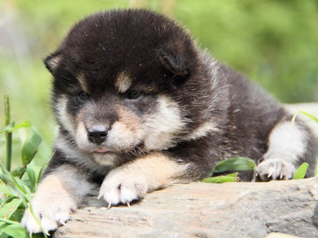 IMG_6421-shibainu-koinu IMG_6421-shibainu-koinu