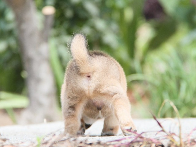 IMG_6431-shibainu Puppy IMG_6431-shibainu Puppy