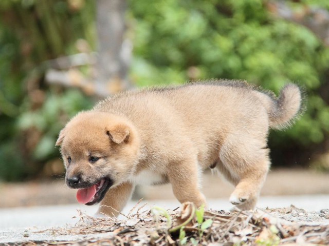 IMG_6439-shibainu Puppy IMG_6439-shibainu Puppy