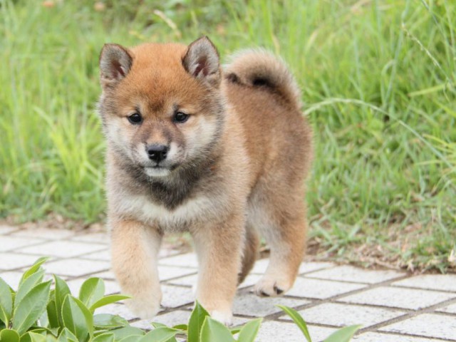 IMG_6439-shibainu-koinu IMG_6439-shibainu-koinu