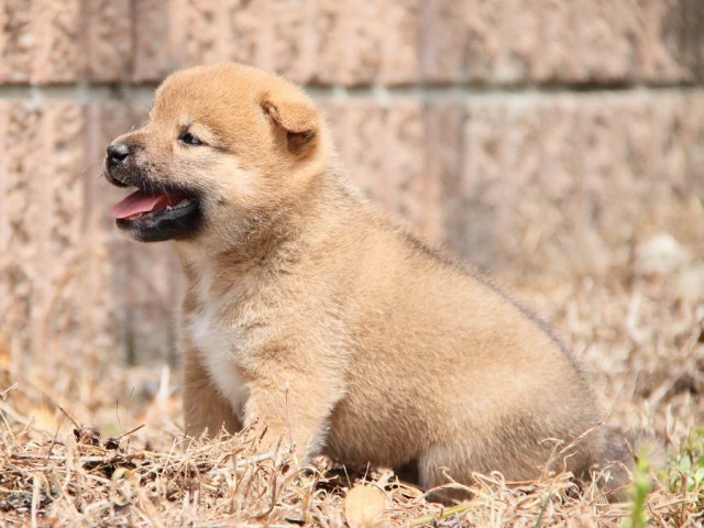 IMG_6450-shibainu Puppy IMG_6450-shibainu Puppy