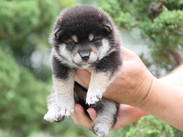 IMG_6452-shibainu-koinu IMG_6452-shibainu-koinu