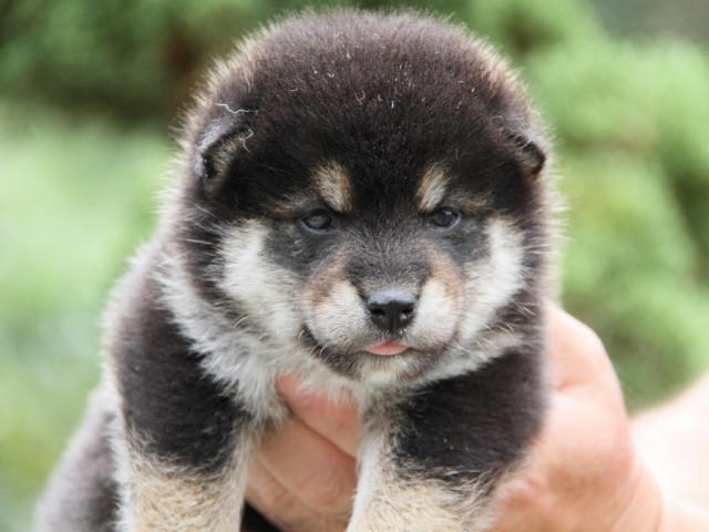 IMG_6458-shibainu-koinu IMG_6458-shibainu-koinu