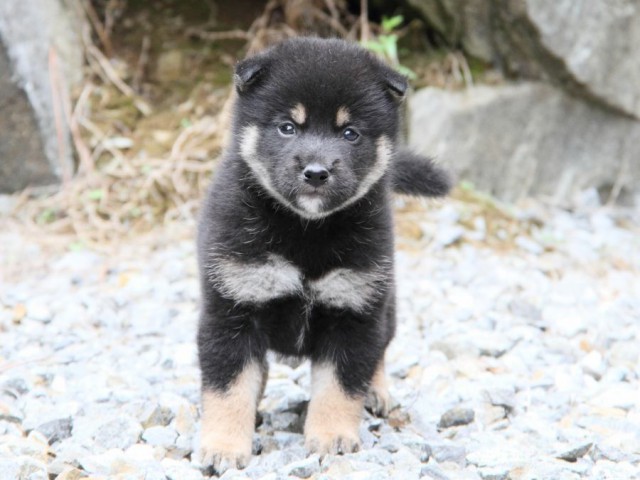 IMG_6490-shibainu-koinu IMG_6490-shibainu-koinu