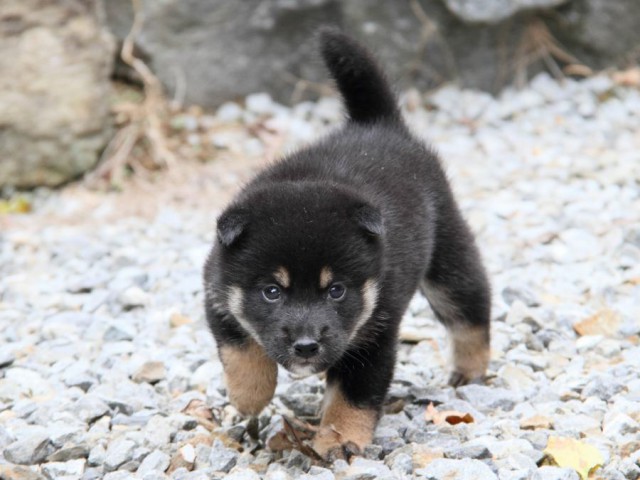 IMG_6498-shibainu-koinu IMG_6498-shibainu-koinu