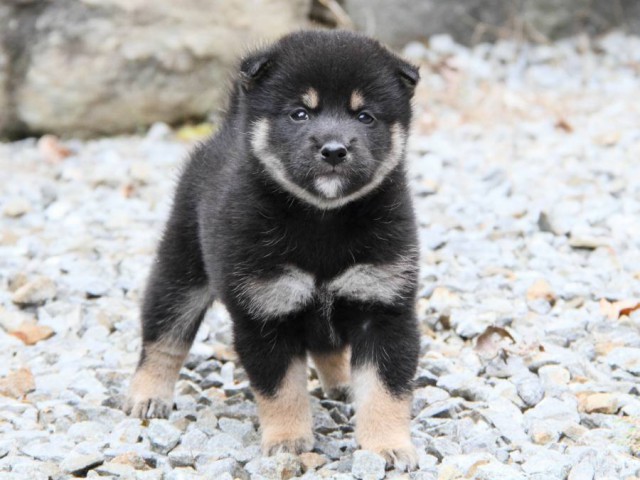 IMG_6507-shibainu-koinu IMG_6507-shibainu-koinu